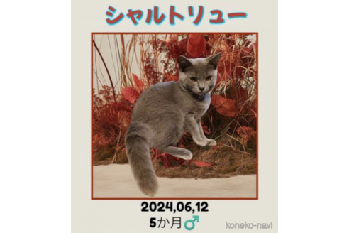 販売中の東京都のシャルトリュー-115015